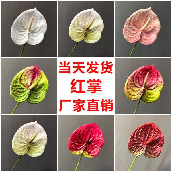 антуриум темно-фиолетовый