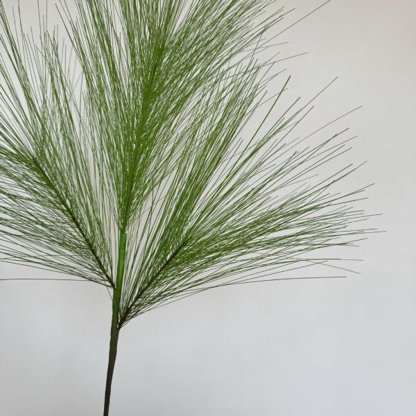 две ветки сосны гигант зеленая