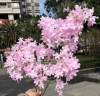 ветка сирени розовая