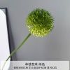 одуванчик зеленый