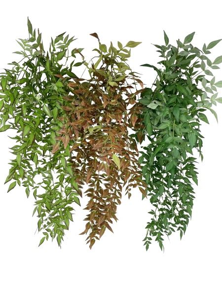 рускус ампельный  светло-зеленый