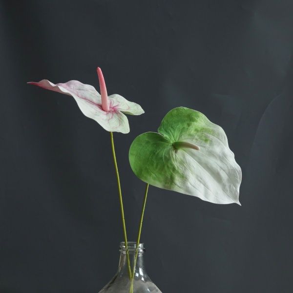 пальмовый антуриум бело-зеленый