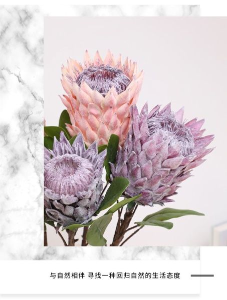 протея зеленый