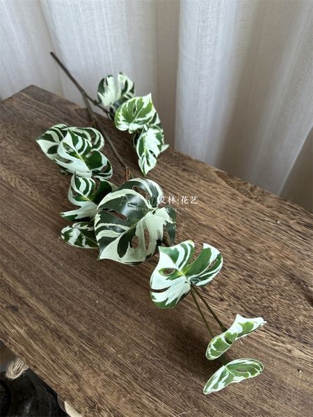 черепаший лист бело-зеленая