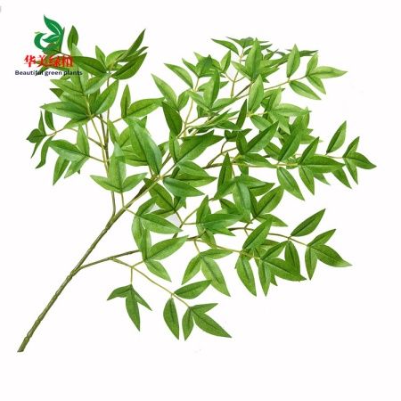 бамбук светло-зеленый