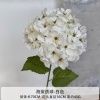 бегония-гортензия черная середина белая