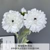 пион черная середина белый