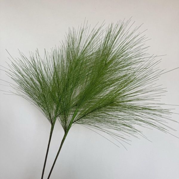 две ветки сосны гигант зеленая